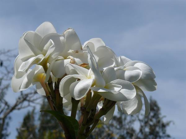 SkyBlue GuestHouse - Our garden