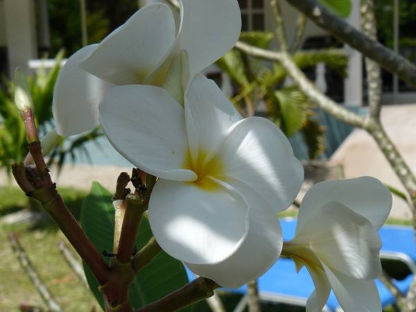 SkyBlue GuestHouse - Our garden