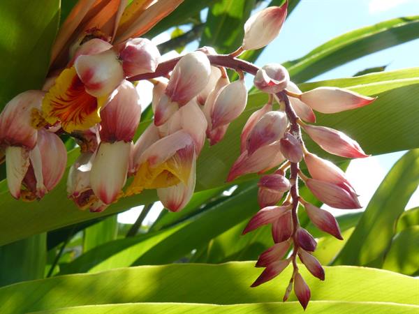 Orchids at Anse Volbert