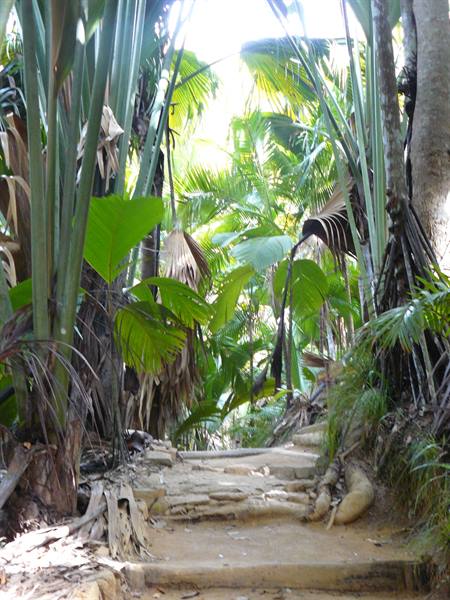 Vallée de Mai