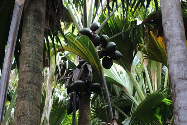 Vallée de Mai