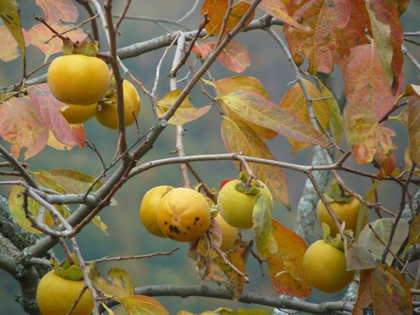 Autumn in the fields
