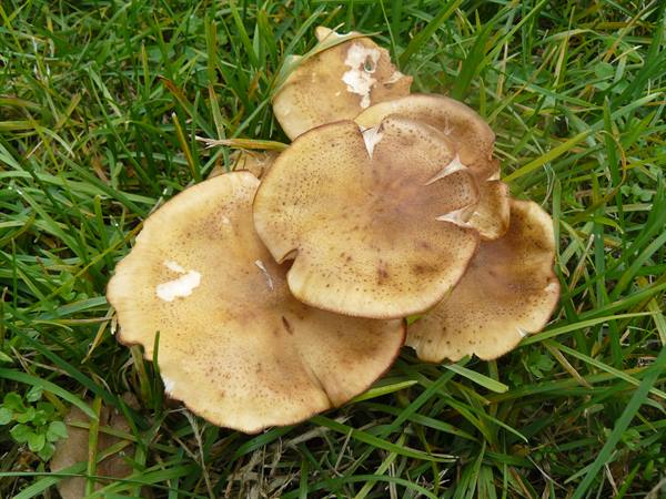 Mushrooms