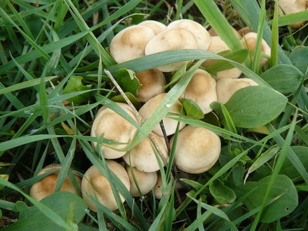 Mushrooms