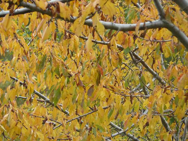 Autumn on the trees