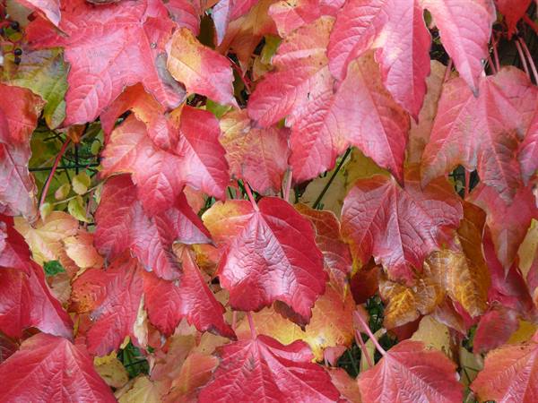 Autumn on the trees
