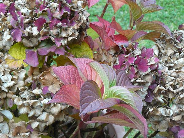 Plants in the garden