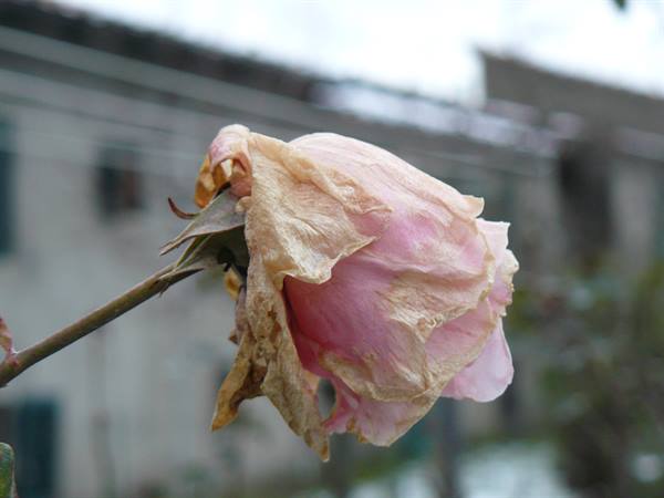 Casale hamlet, Winter Rose