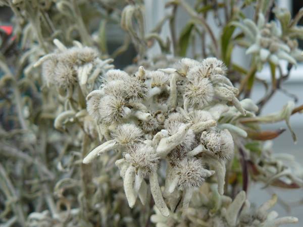 Heiligenblut - Edelweiss