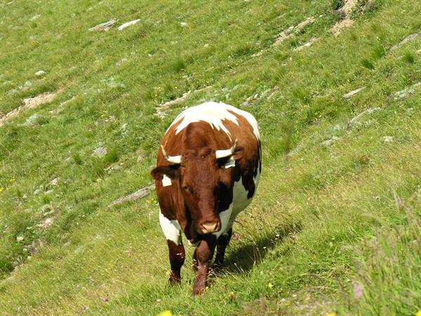 Grossglockner Alpine Road