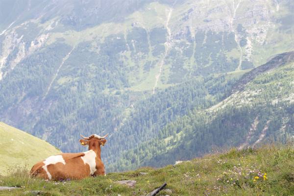 Grossglockner Alpine Road
