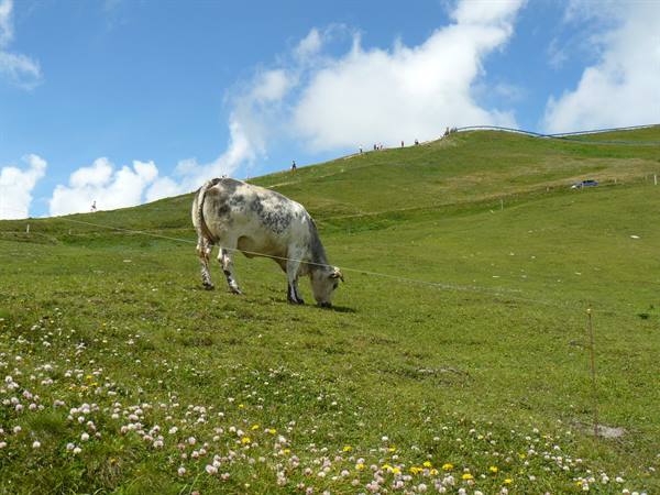Grossglockner Alpine Road