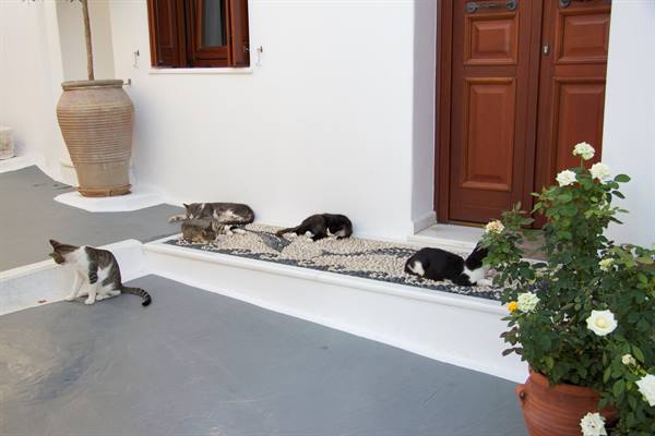 Plaka