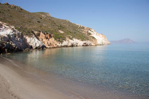 Plathiena