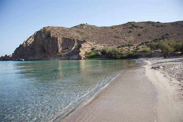 Plathiena
