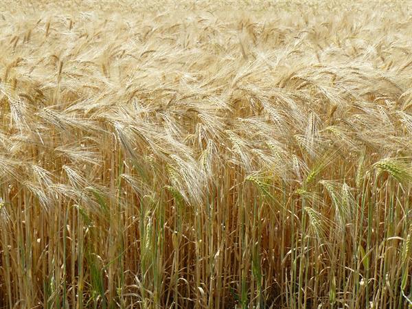 Wheat field in the Loire Valley