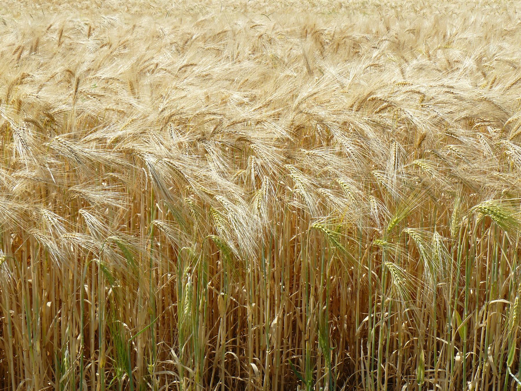 Campo di grano nella Valle della Loira