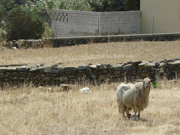 On the roads of Tinos - Berdemiaros
