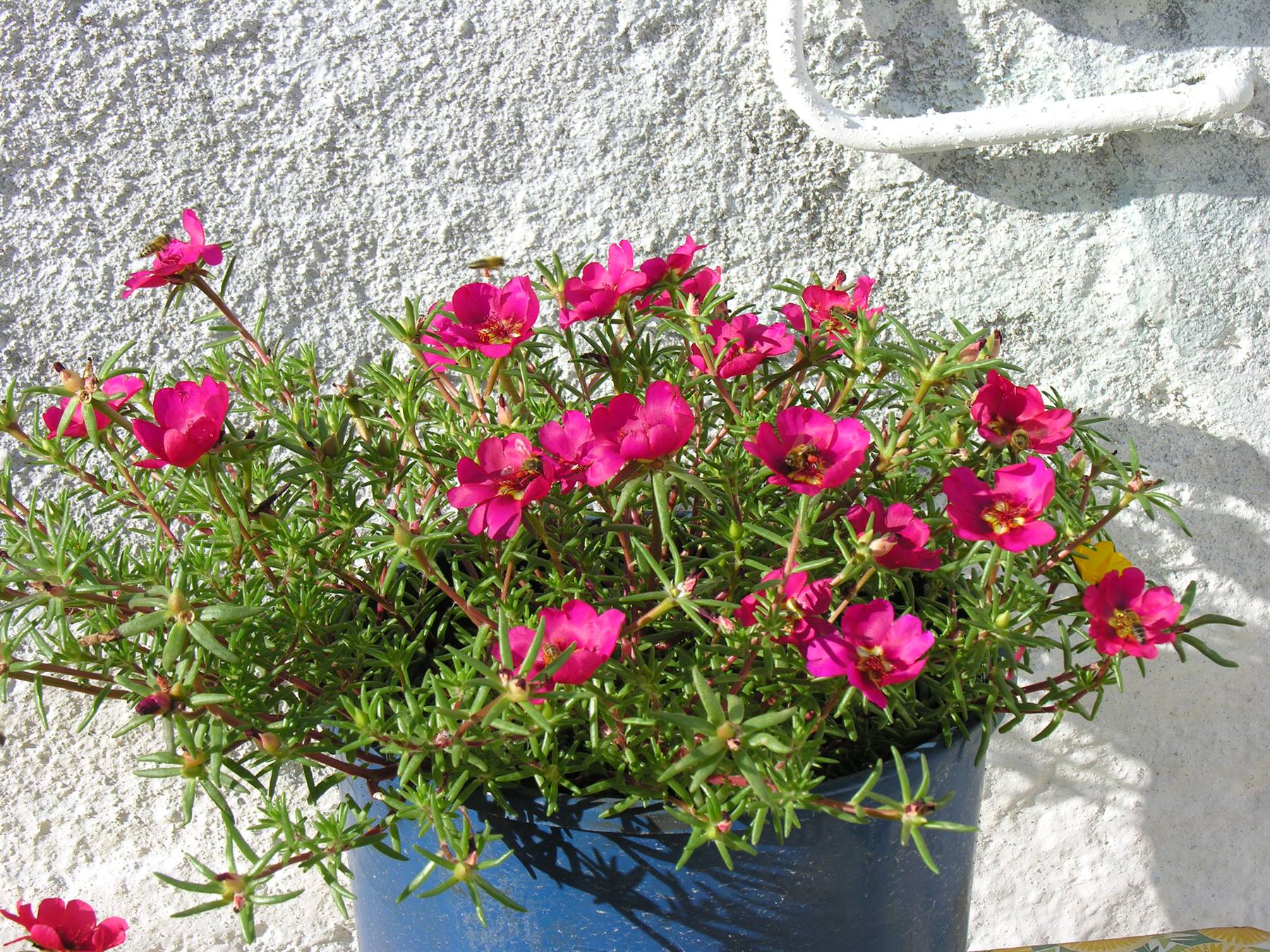 Chora