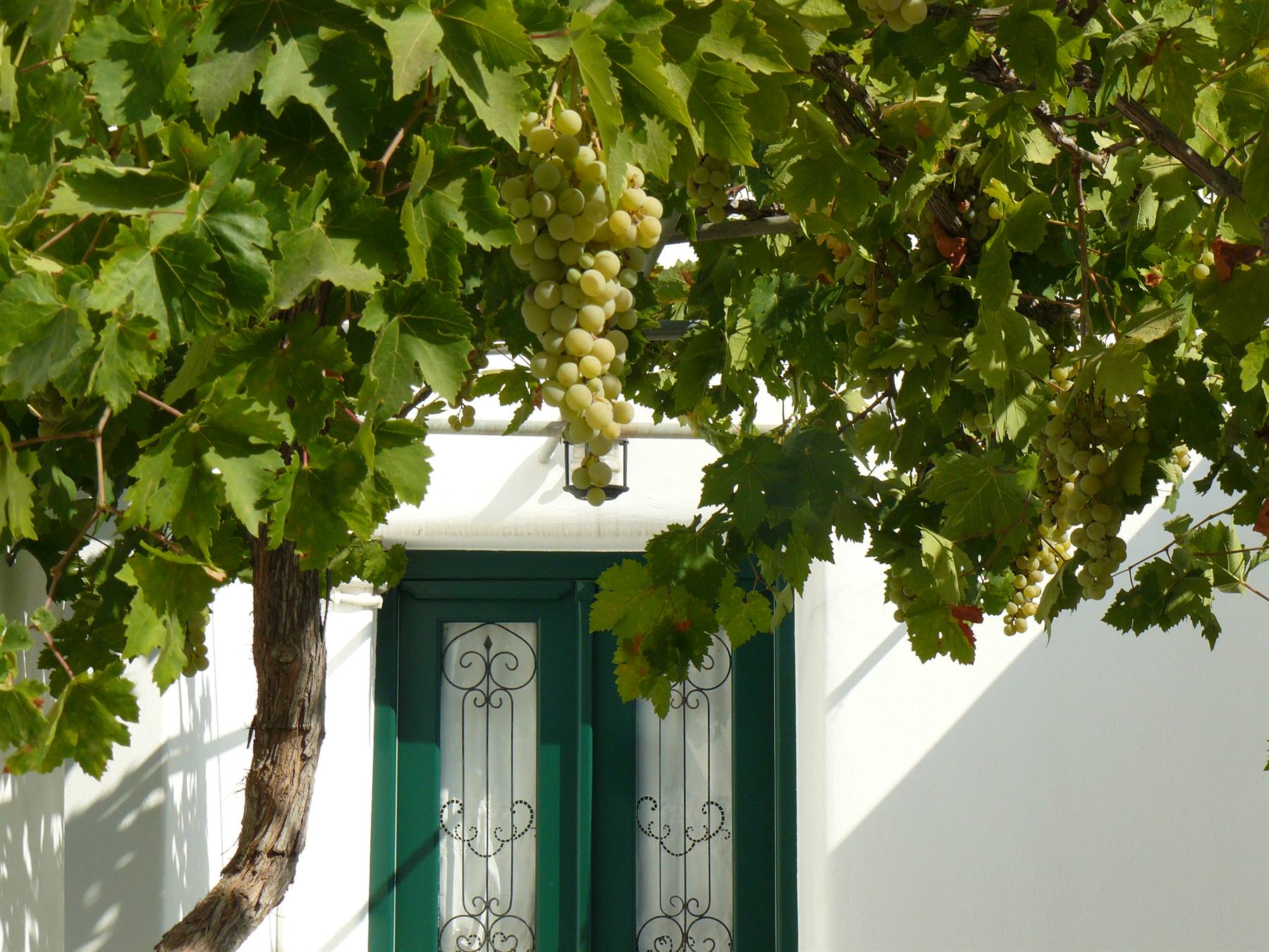 Prodromos