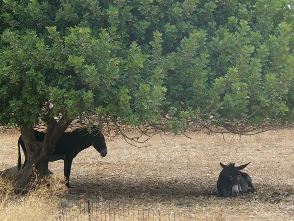 On the roads of Paros