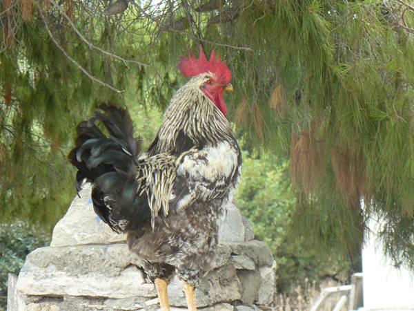 On the roads of Paros