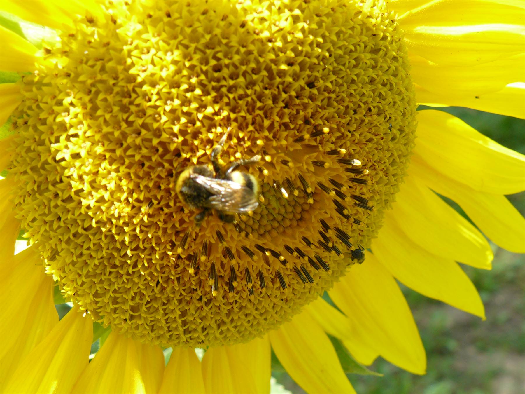 Girasoli