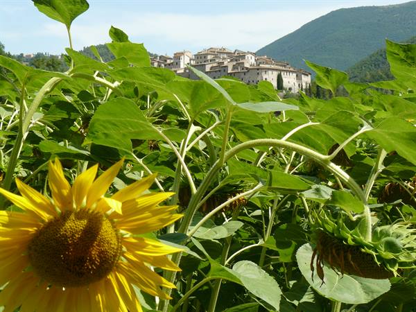 Castel San Felice among the sunflowers