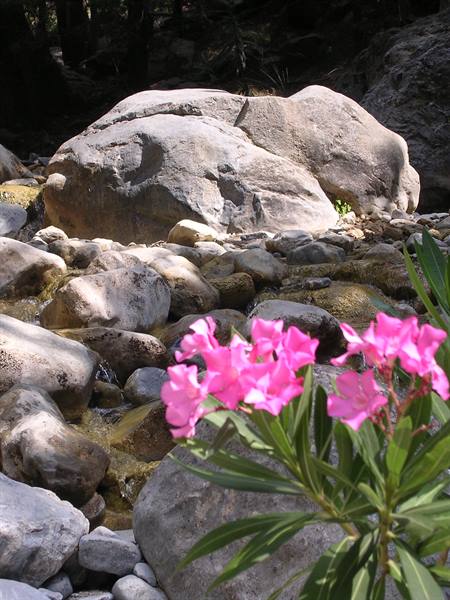 Samaria Gorge