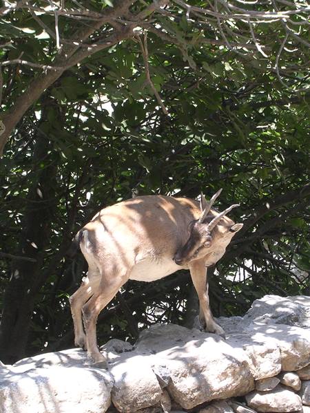 Samaria Gorge