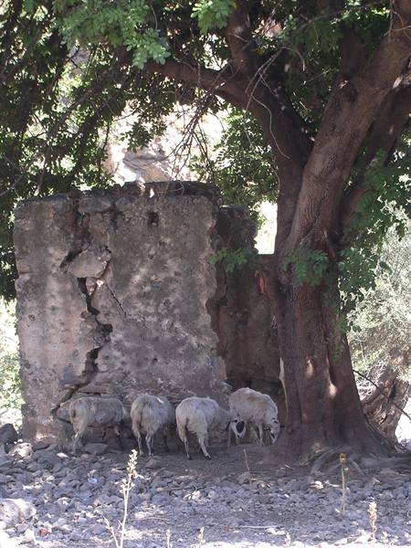 Samaria Gorge