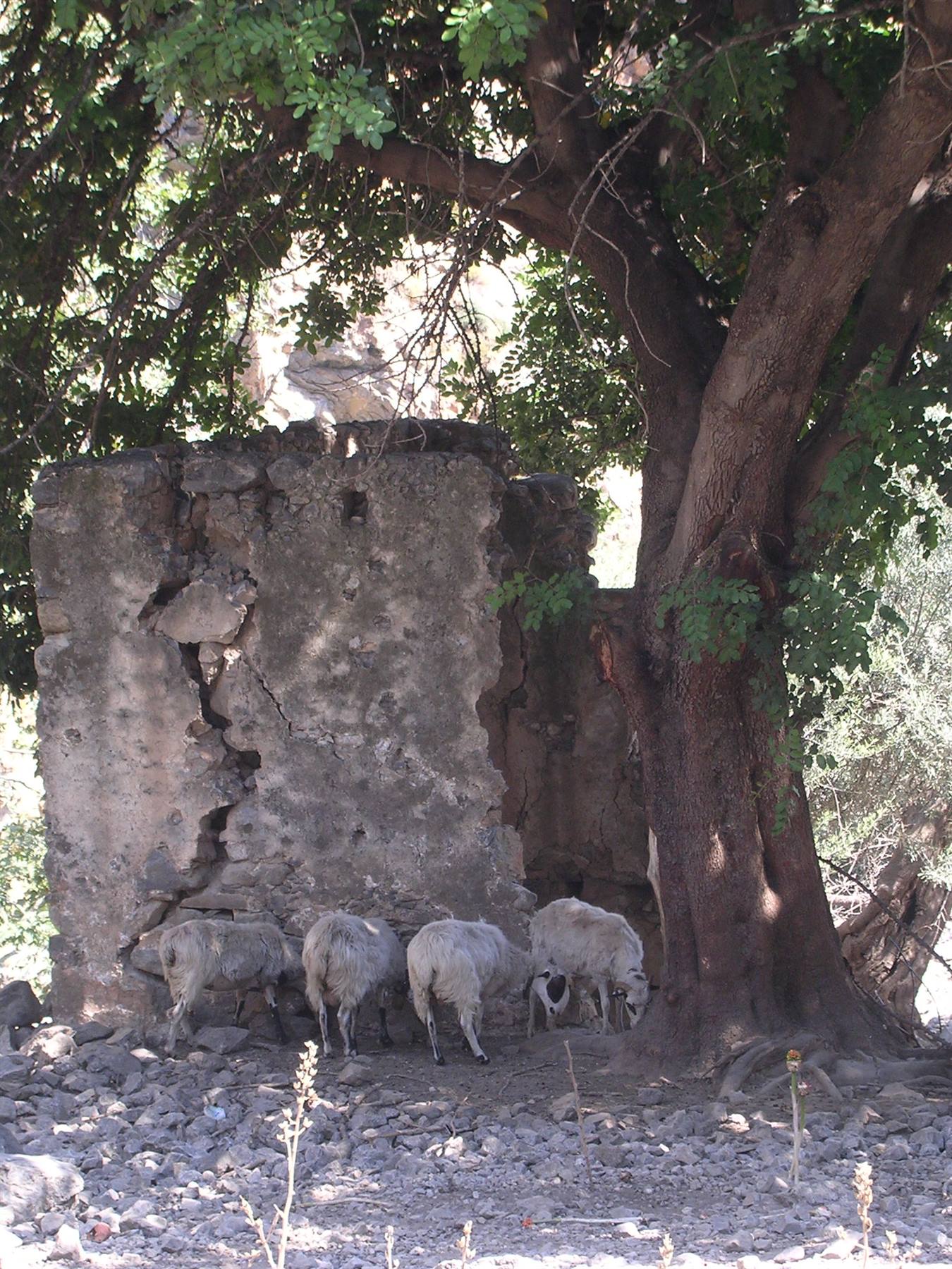 Gole di Samaria