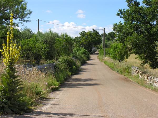 Puglian countryside