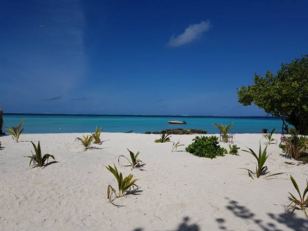 Wandering around the Island