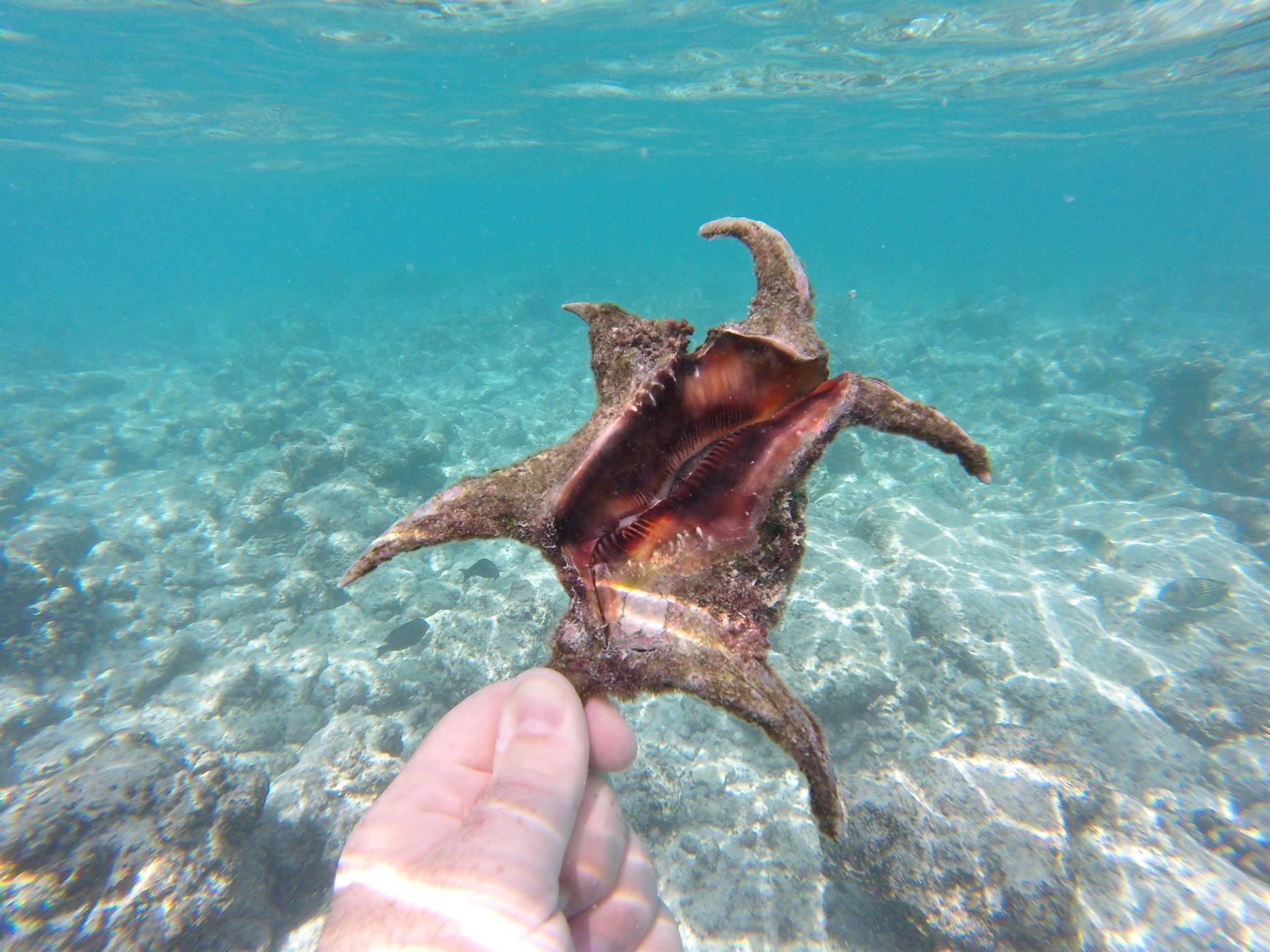 Snorkeling