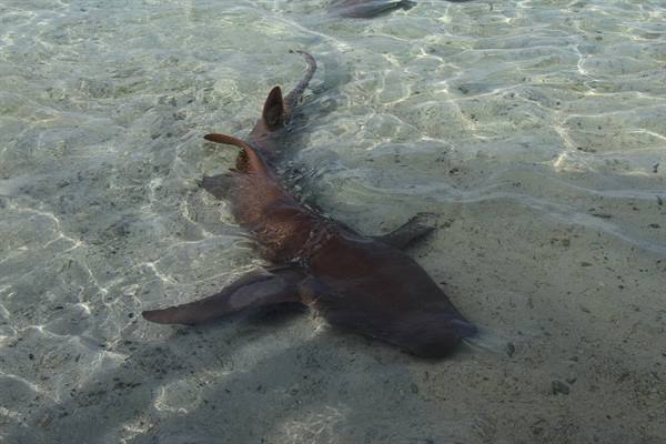 Nurse shark