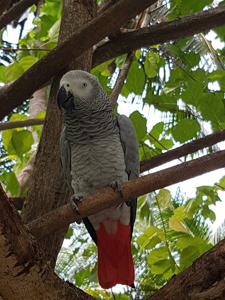 The island's parrot