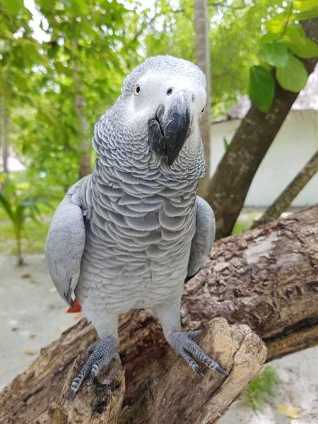 The island's parrot