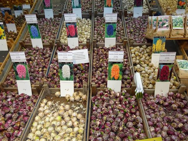 Amsterdam - The floating market