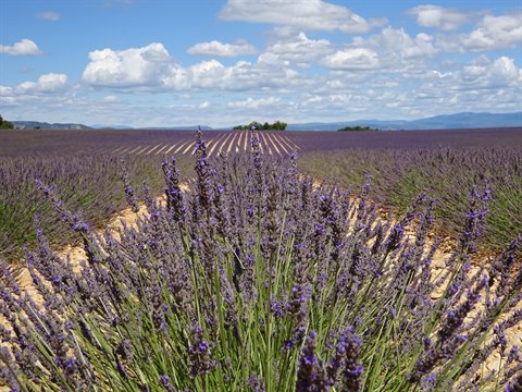 Blooming lavender fields in Valensole under a cloudy sky