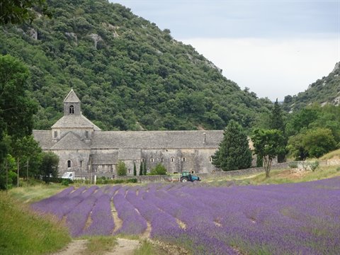 Sénanque Abbey in stone surrounded by blooming lavender fields