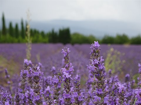 blooming lavender field, purple flowers in focus, blurred cypress trees and hills
