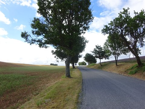 Rural asphalt road lined with trees, cultivated fields and cloudy sky