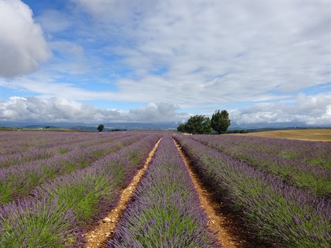 Rows of purple lavender beneath a cloudy sky, solitary trees on the horizon