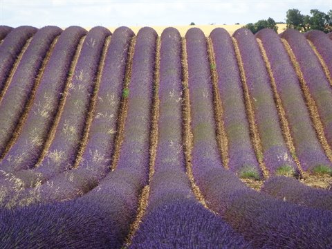 Curved rows of purple lavender flowers under daylight