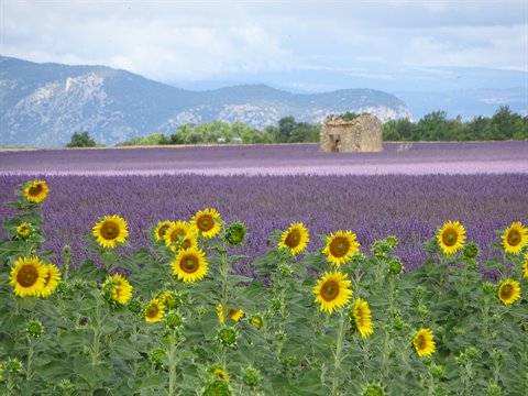 Sunflowers in front of a lavender field with an old stone farmhouse