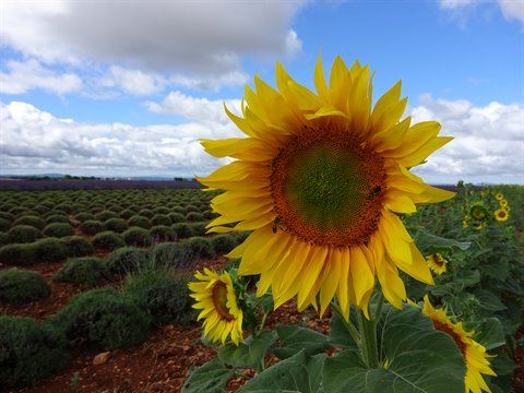 Large yellow sunflower blooming among lavender rows under cloudy sky