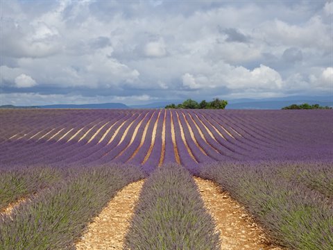 Curved rows of purple lavender flowers under a cloudy sky in Provence