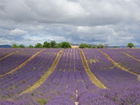 Blooming lavender fields with purple rows and grey clouds, Plateau de Valensole