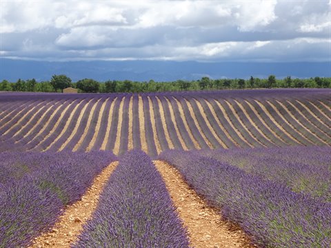 Curved rows of blooming lavender between yellow soil, cloudy sky